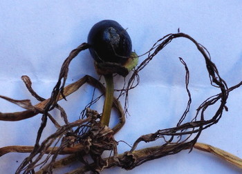 ヒガンバナの黒い種子.jpg